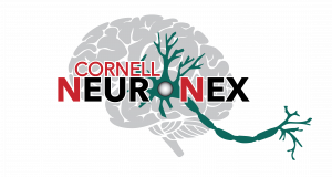 Cornell NeuroNex Technology Research Hub Logo
